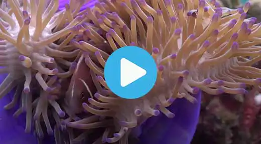 Link to Koh Tao dive site guide video of hin-wong bay