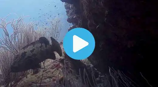 Link to Koh Tao dive site guide video of hin-wong pinnacle
