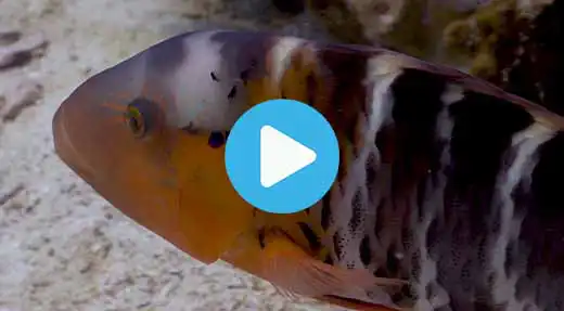 Link to Koh Tao dive site guide video of japanese gardens
