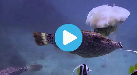 Link to Koh Tao dive site guide video of laem thian