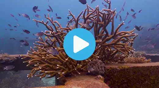 Link to Koh Tao dive site guide video of mango bay