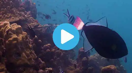 Link to Koh Tao dive site guide video of red rock