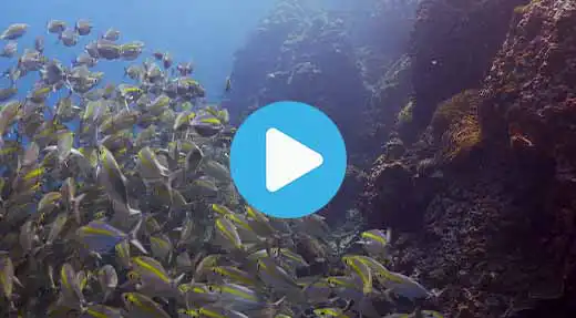 Link to Koh Tao dive site guide video of sail rock