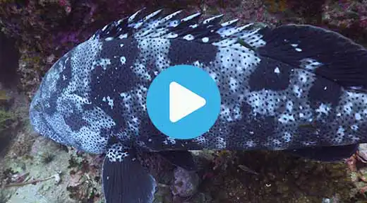 Link to Koh Tao dive site guide video of shark island
