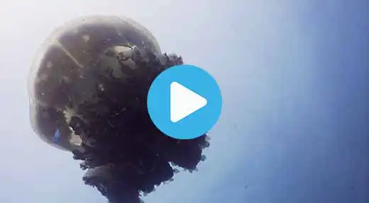 Link to Koh Tao dive site guide video of southwest pinnacle