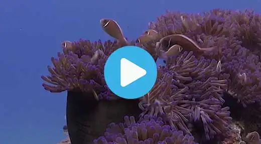 Link to Koh Tao dive site guide video of tanote bay