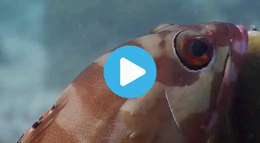 Link to Koh Tao dive site guide video of three rocks and pottery