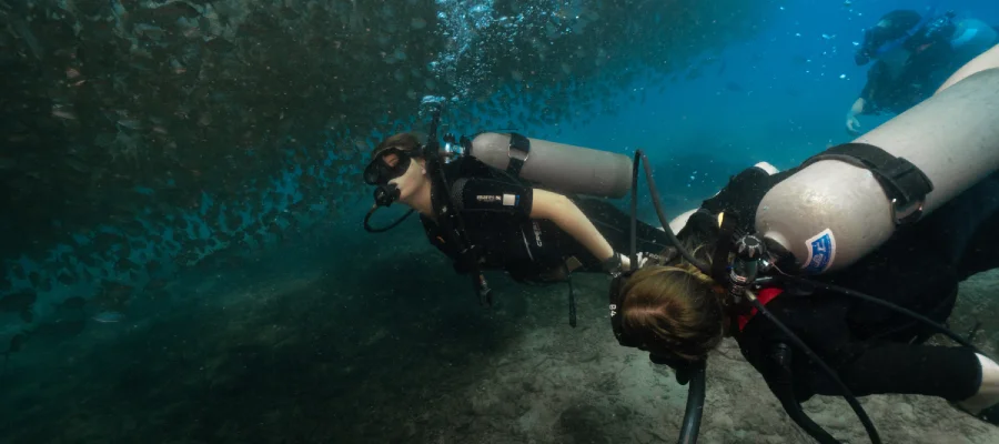 chronicles best time to dive fusilier school Two divers from Crystal Dive under a school of fusiliers on Koh Tao Thailand