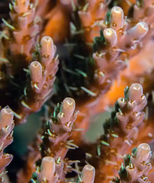 coral identification course hard coral polyps