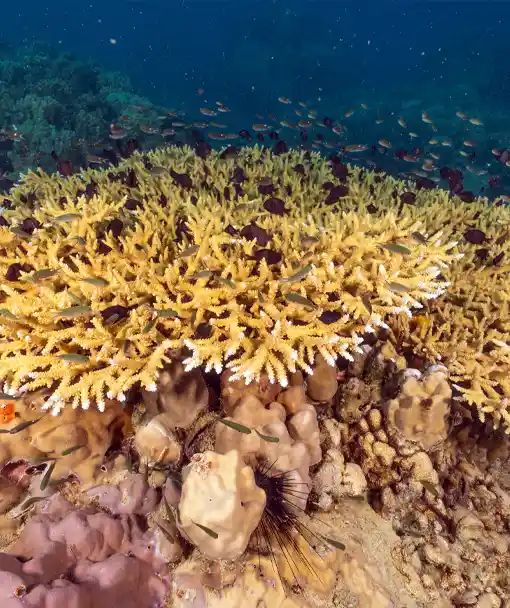 coral identification course koh tao healthy reef