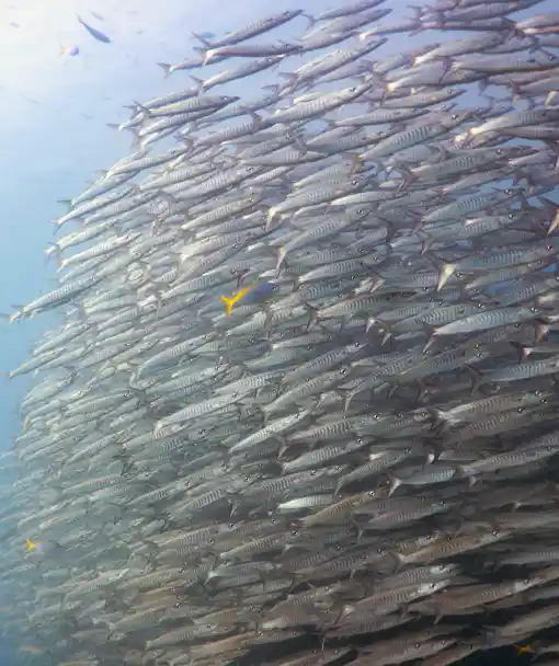 Barracudas in Fish Identification Course Koh Tao