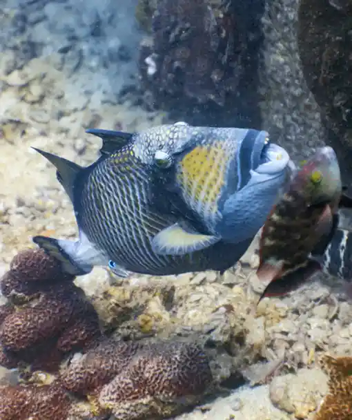 Triggerfish on fish identification course Crystal Dive