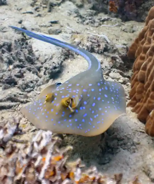 Blue spotted whiptail on manta and ray ecology course