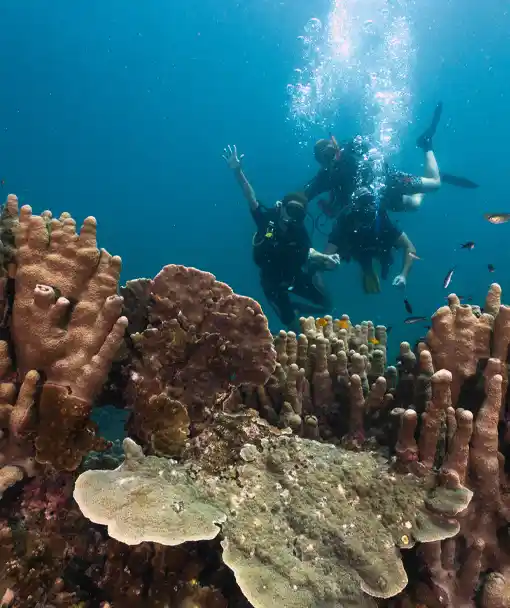 Divers at reef on marine ecology course package