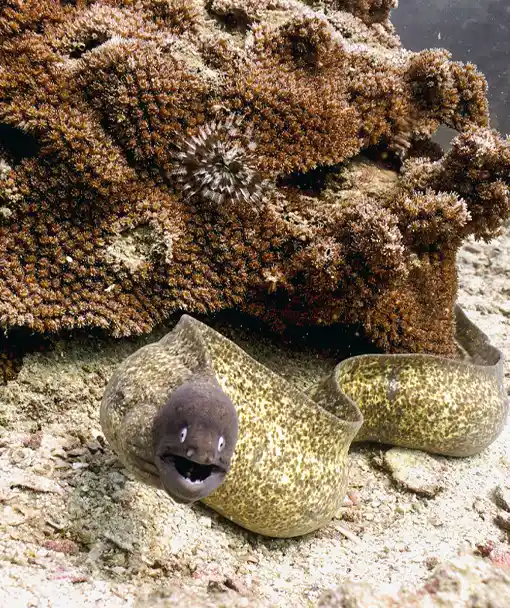 Moray Eel on Marine Ecology Dive Course Koh Tao