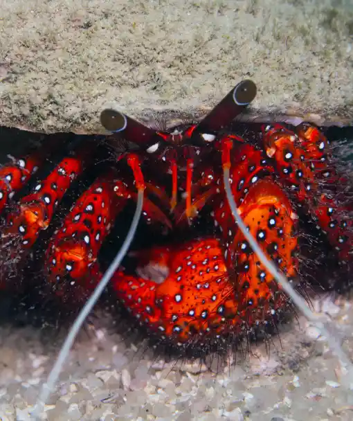 Hermit crab on marine ecology course Koh Tao