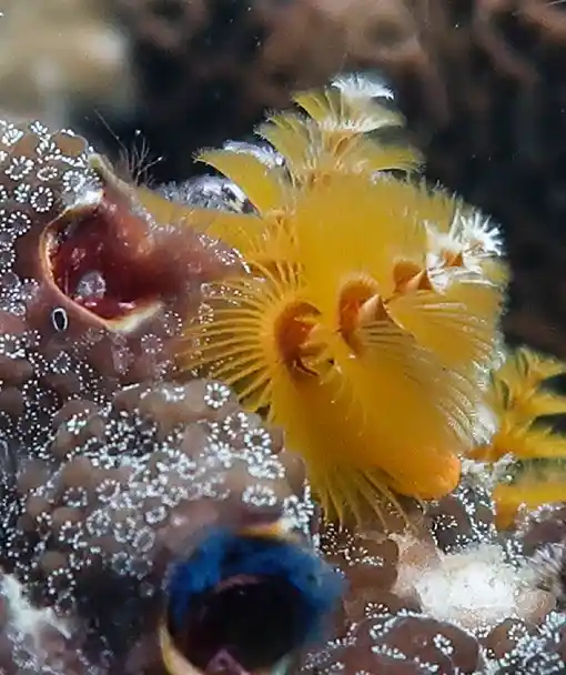 Christmas Tree worm on marine invertebrate ecology course