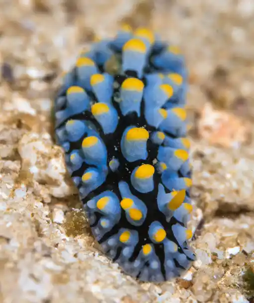 Nudibranch ecology course Crystal Dive