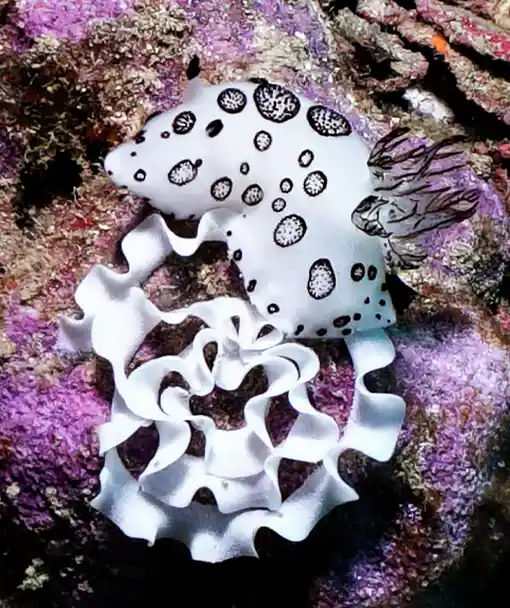 Nudibranch ecology course Oreo with eggs