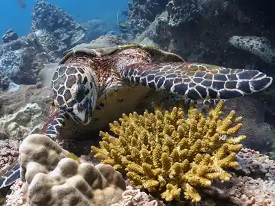 One With Nature Dive Packages Menu
