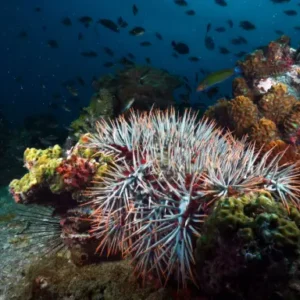 marine ecology course package product page image of crown of thorns