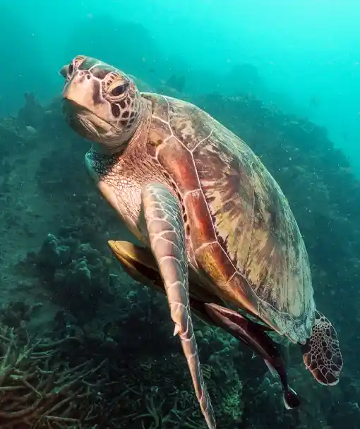 Turtle swimming on sea turtle ecology course
