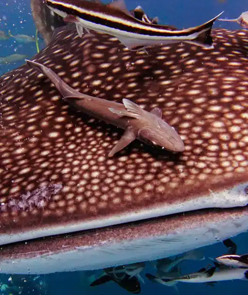 Whaleshark on shark ecology course at Crystal Dive