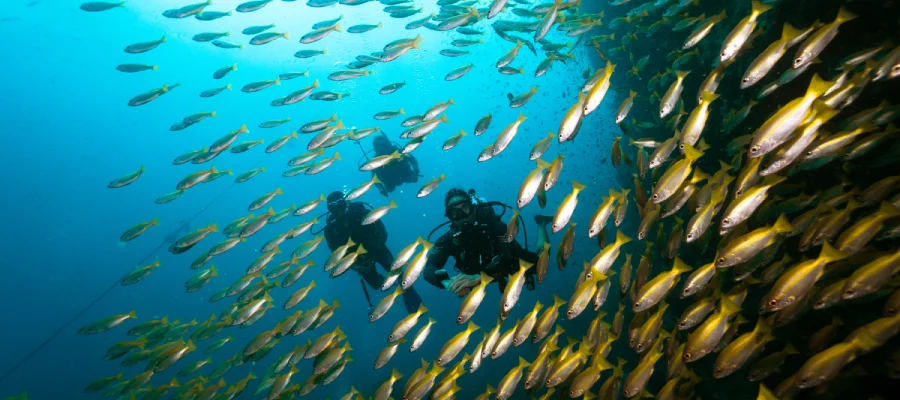 chronicles learn to scuba dive on koh tao divers behind fish Four happy student divers and their instructor underwater with Crystal Dive during the best time to dive on koh tao
