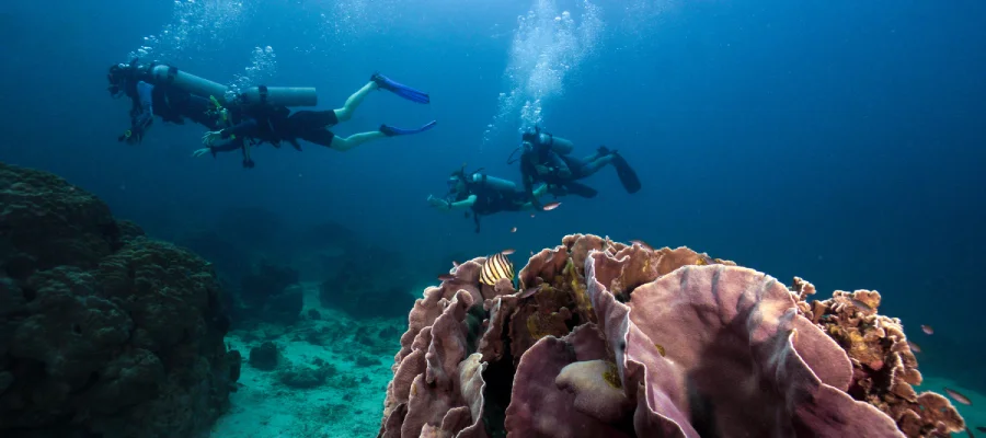 Four divers swimming along with coral in the foreground on Koh Tao