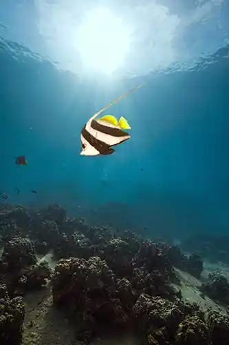 chronicles-open-water-advanced-course-lone-bannerfish Certified Open Water Divers Group Pic