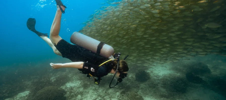 Diver swimming in to school of fusilier fish around Koh Tao