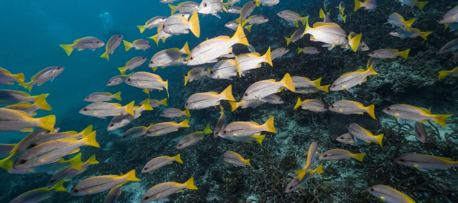 Fusilier fish seen around Koh Tao