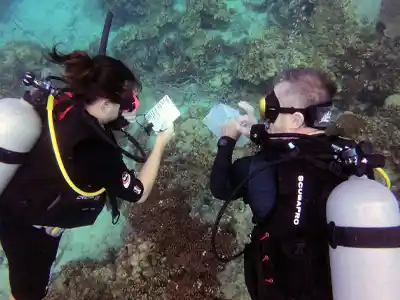 Divers collecting data as part of SSI Ecology Courses