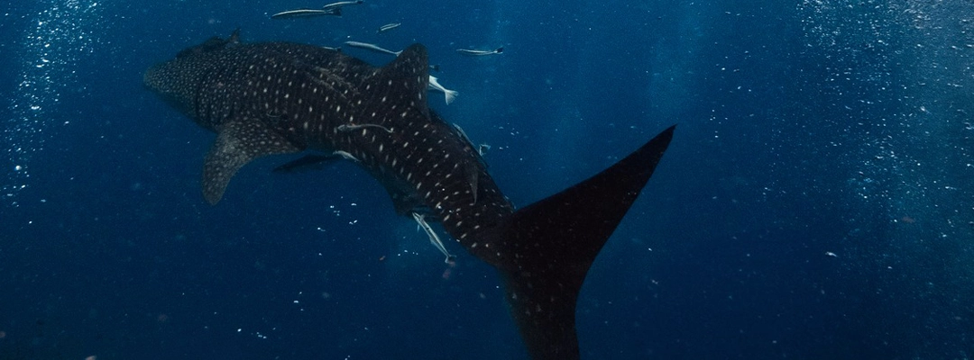 chronicles-dive-with-whale-shark dive with whale sharks