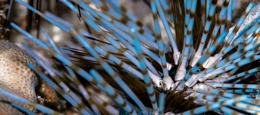 Beautiful sea urchin on Koh Tao