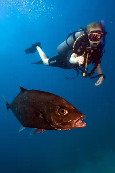Diver pointing at a Trevally fish underwater. The new SSI advanced course name has changed.
