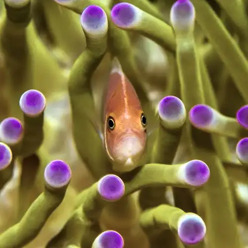 Anemonefish closeup in an anemone