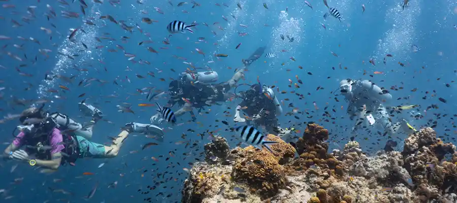 Divemaster guiding divers at Twins on Koh Tao