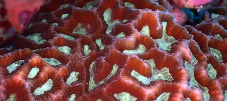 Coral Transplants on artificial reefs on Koh Tao