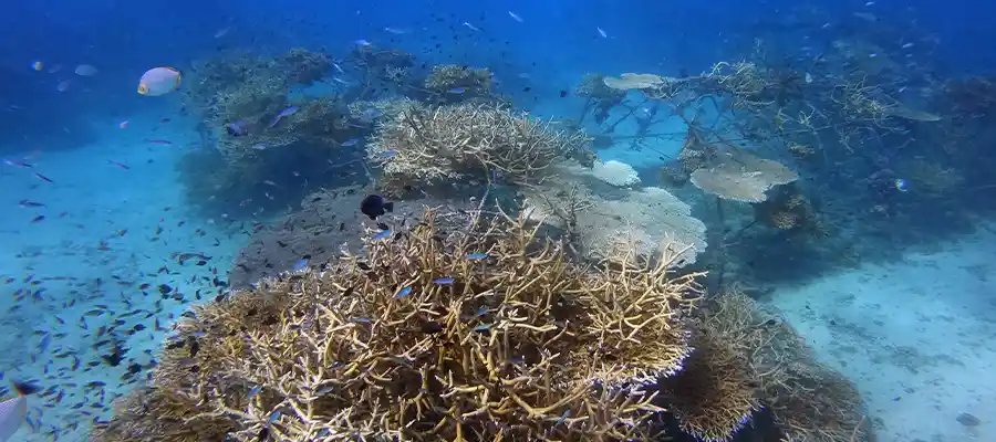 Junkyard Artificial Reef Dive Site