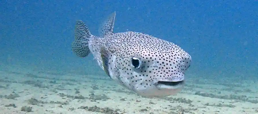 Fish life on artificial reefs on Koh Tao