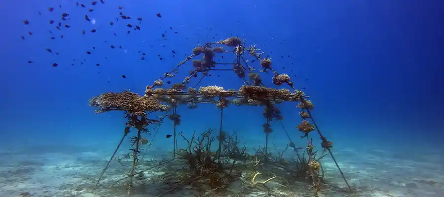 An example of artificial reefs on Koh Tao