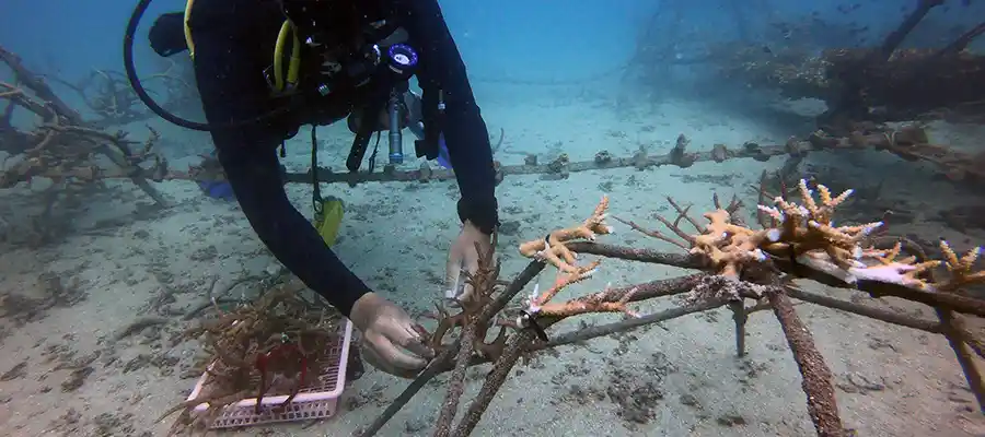 Diver transplanting coral to artificial reef structures
