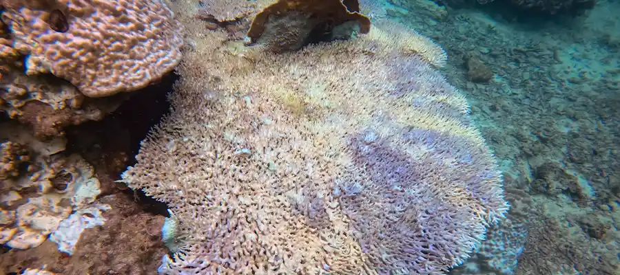 Diseased coral