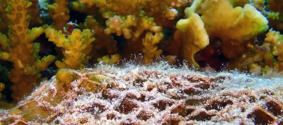 Fishing net over coral reef