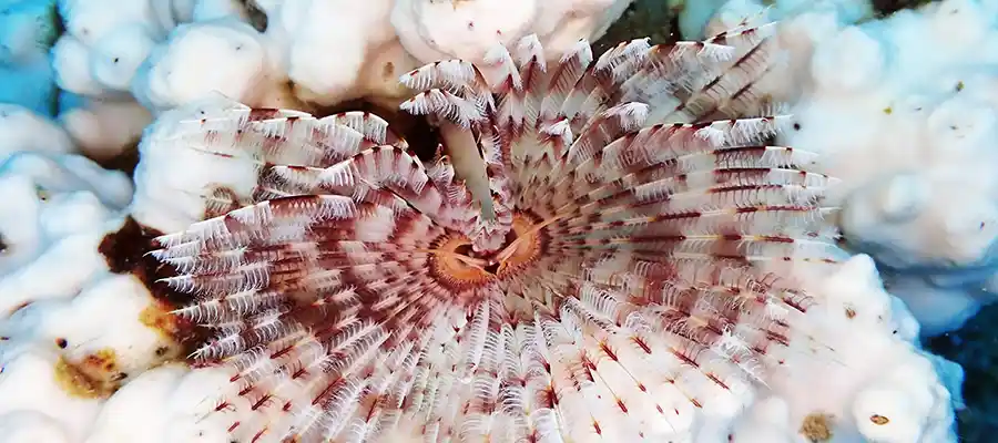 Feather worm in a bleached coral