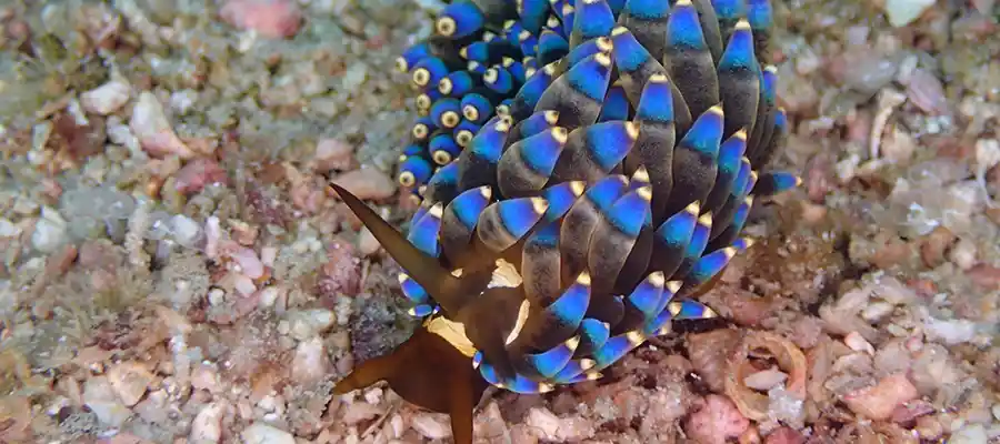 Blue Nudibranch at Junkyard