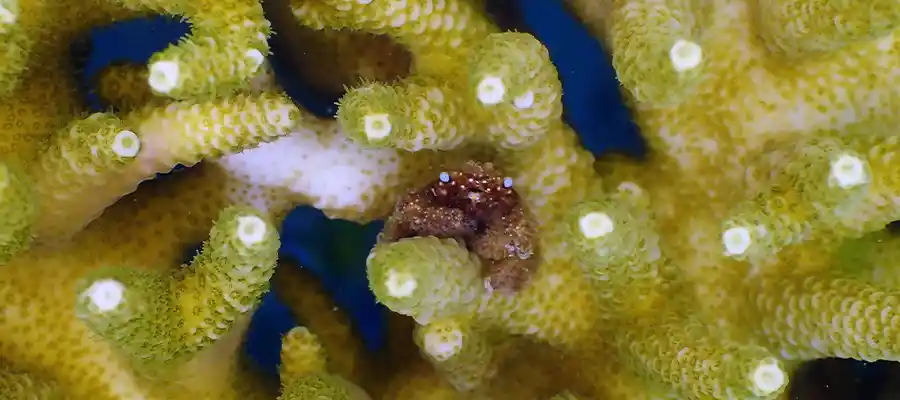 Tiny crab in coral at Junkyard dive site