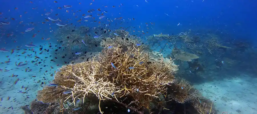 domes at junkyard artificial reef on koh tao