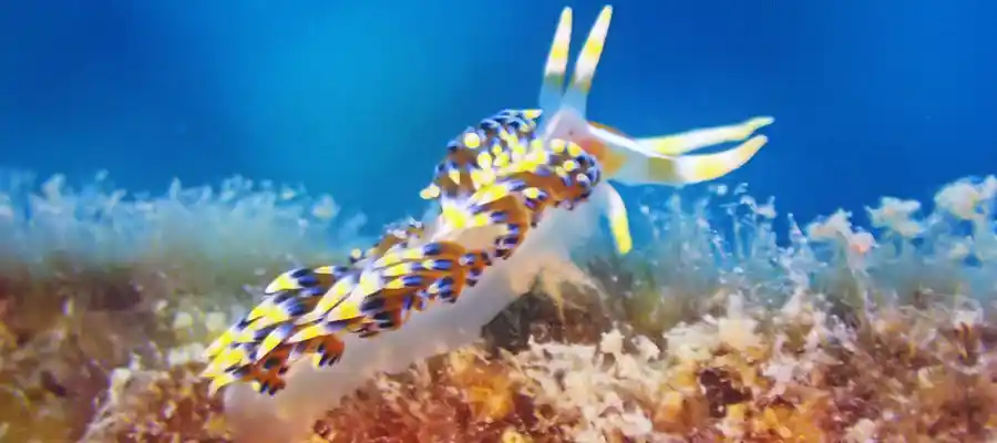 Nudibranch on structure at Junkyard